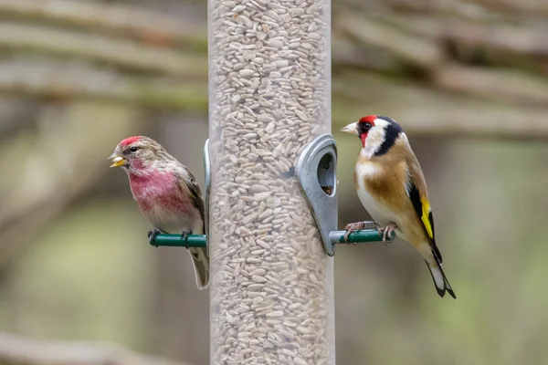 Redpoll і Goldfinch на подачі — стокове фото