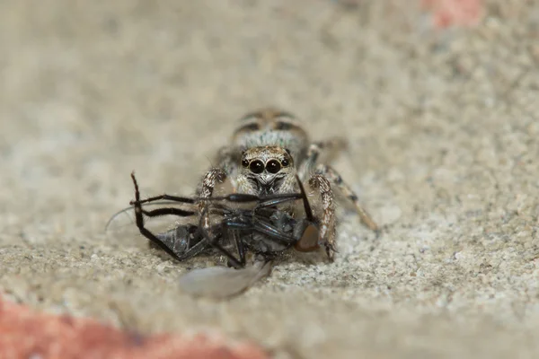 Araña cebra (Salticus scenicus) con presa — Foto de Stock