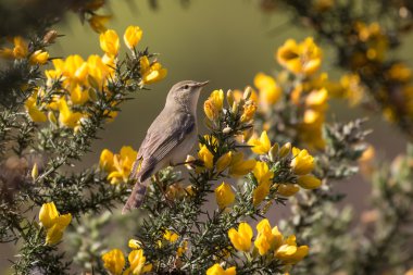 Willow çıvgın (Phylloscopus trochilus) gorse üzerinde