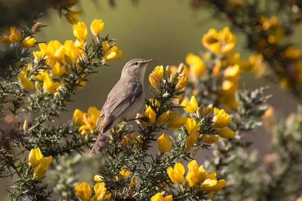 Willow warbler (Phylloscopus trochilus) on gorse — Stock Photo, Image