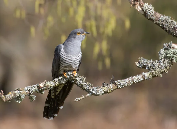 Manliga gemensamma göken (Cuculus canorus) — Stockfoto