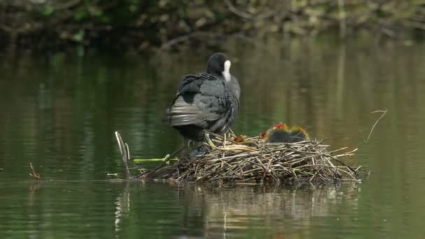 Familia Coot (Fulica atra) acicalándose en el nido — Vídeos de Stock