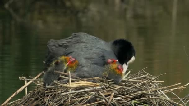 Coot young (Fulica atra) being preened by adult — Stock Video