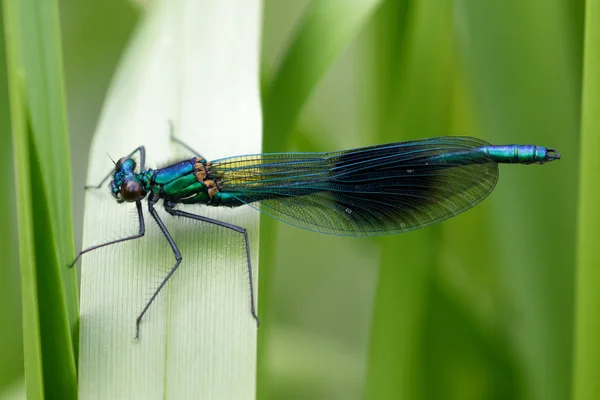 Mannelijke Gebonden Demoiselle (Calopteryx splendens) — Stockfoto