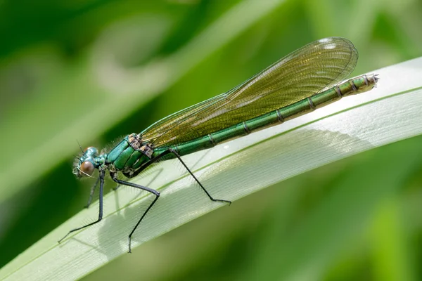 Kadın bantlı telli (Calopteryx çiçeği) — Stok fotoğraf