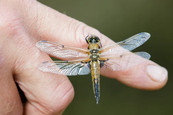 Four-spotted chaser dragonfly (Libellula quadrimaculata) on hand — Stock Photo, Image