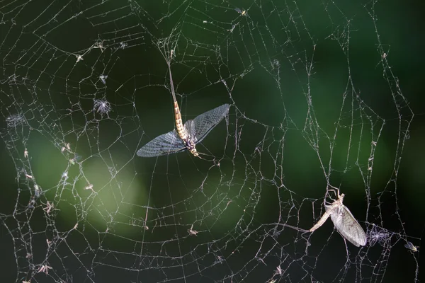 Mariposas muertas (Ephemera vulgata) en la tela de las arañas — Foto de Stock