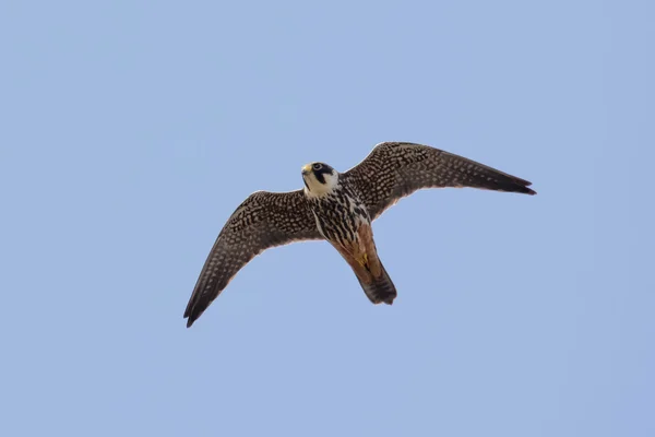 Hobby (falco subbuteo) im Flug — Stockfoto