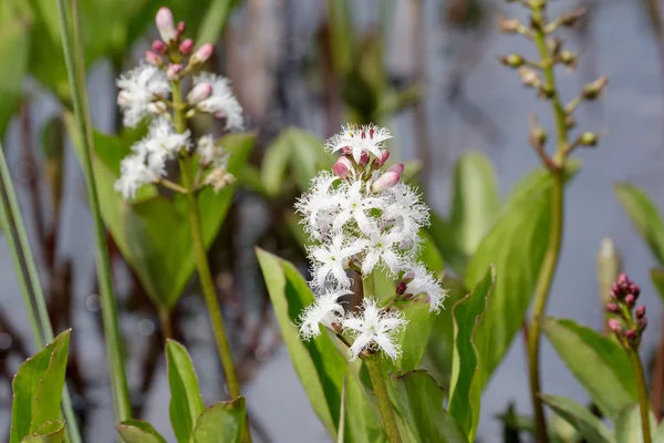 Bogbean (menyanthes trifoliata ) — 스톡 사진