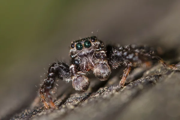 Kavalem Jumper - Marpisu muscosa (samec) — Stock fotografie