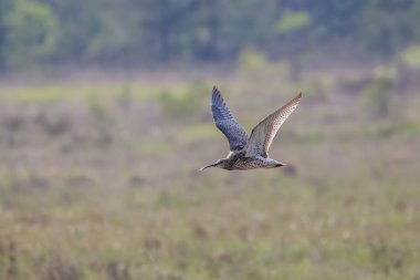Avrasya Curlew (Numenius arquata)