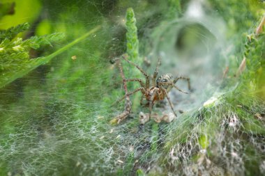 Labyrinth Spider (Agelena labyrinthica) in its web clipart
