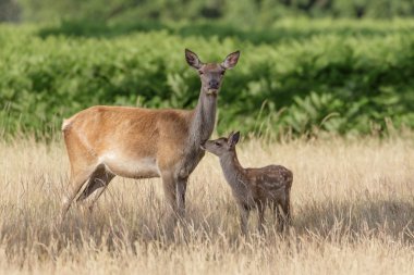 Kızıl geyik (Cervus elaphus) anne ve yavrusu 