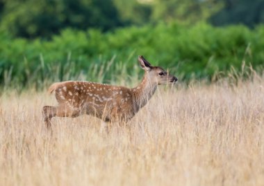 Uzun otların çalışan Kızıl geyik buzağı (Cervus elaphus)