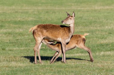 Anneden emdikleri Kızıl geyik buzağı (Cervus elaphus)