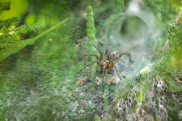 Labyrint pavouk (Agelena labyrinthica) v jeho web — Stock fotografie