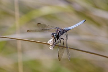 Bir güve yeme erkek devriliverdi Skimmer yusufçuk (Orthetrum coerulescens)