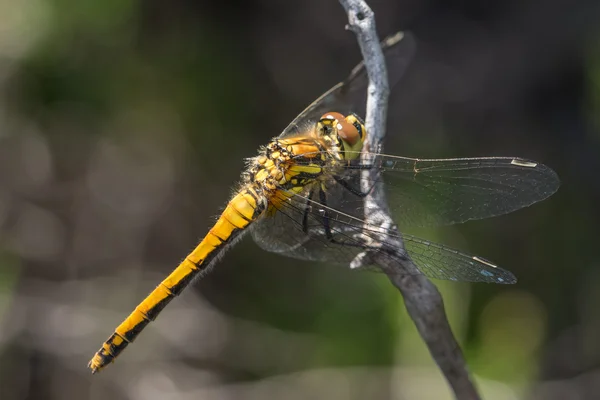 Dragonfly met vrouwelijke Zwarte heidelibel (Sympetrum danae) — Stockfoto