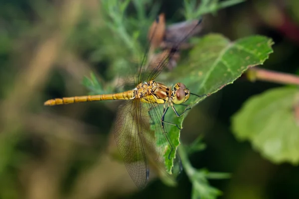 Haricot commun mâle immature (Sympetrum striolatum ) — Photo