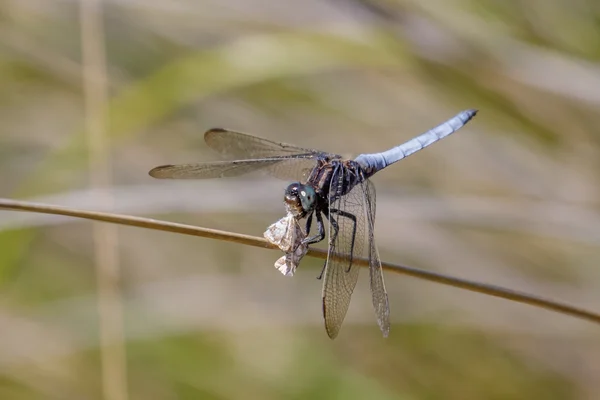 Mannelijke Keeled Skimmer dragonfly (Orthetrum coerulescens) eten van een nachtvlinder — Stockfoto