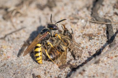 Avrupa Beewolf yaban arısı bal arısı av ile (Philanthus üçgen)
