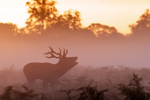 Moody silhouette of Red Deer stag (Cervus elaphus) bugling or roaring — Stock Photo, Image