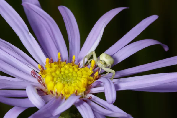 Araña cangrejo (Misumena vatia) en flor de Aster púrpura — Foto de Stock