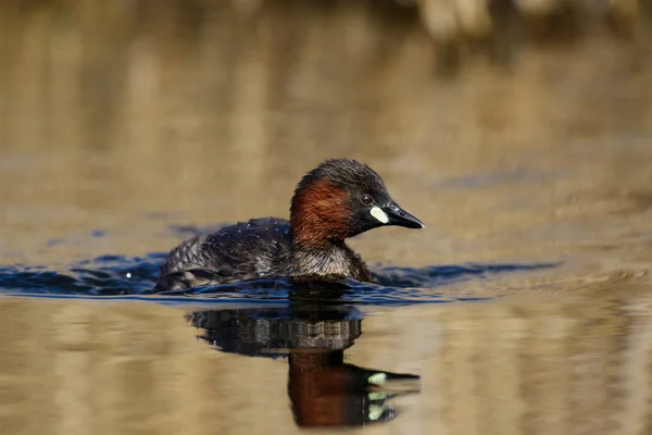 Un poco de Grebe — Foto de Stock