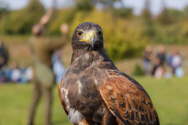 Ein Harrisfalke bei einer Falknerei-Ausstellung — Stockfoto