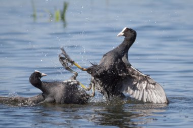 Yaban ördeği mücadele bir çift