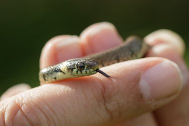 A Grass Snake being handled clipart