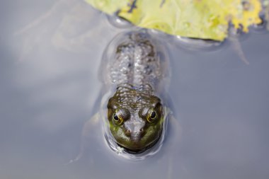 Marsh kurbağa altında bir zambak