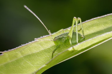 Benekli Bush-kriket üzerinde bir kamış