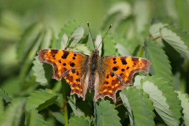 Virgül kelebek istirahat