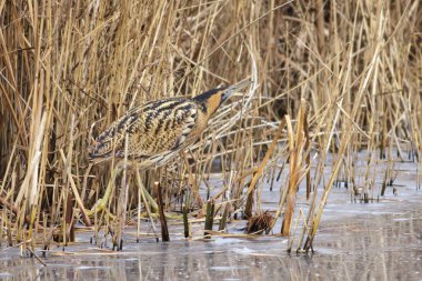 Bayağı Balaban (Botaurus stellaris)