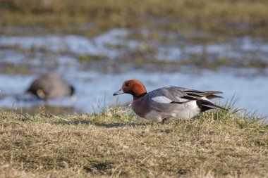 Wigeon otlayan bir bataklık üzerinde