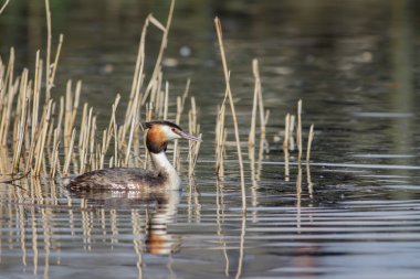 büyük tepeli batağan