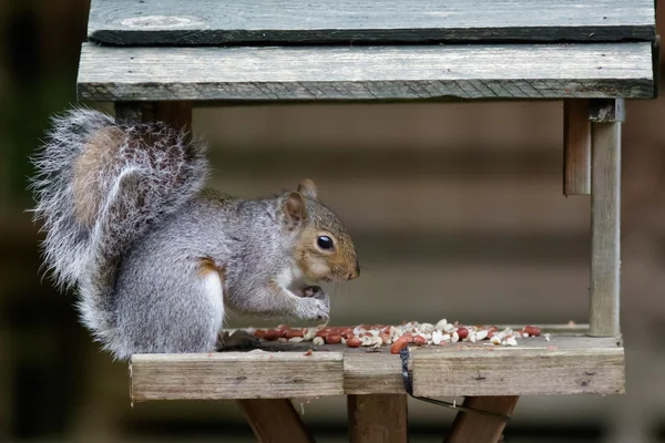 Ein graues Eichhörnchen auf einem Vogeltisch — Stockfoto