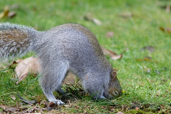 Una ardilla gris enterrando comida — Foto de Stock