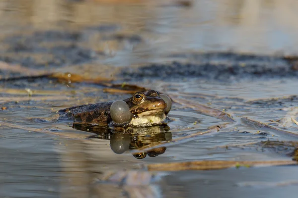 Marsh kurbağa görüntüleme — Stok fotoğraf