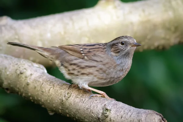 Um Dunnock ou Hedge Sparrow — Fotografia de Stock
