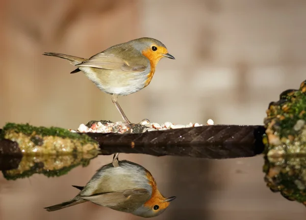 A Robin with reflection — Stock Photo, Image