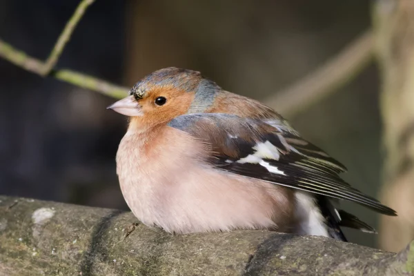 Um Chaffinch Masculino — Fotografia de Stock