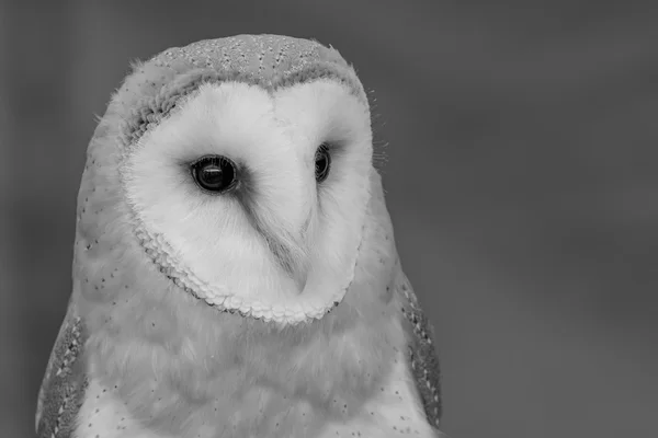 A portrait of a Barn Owl — Stock Photo, Image