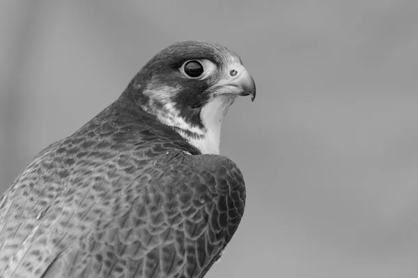 Peregrine Falcon portrait — Stock Photo, Image