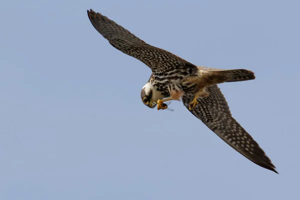 Ein Hobby-Falke frisst eine Libelle — Stockfoto