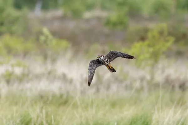 Ein Hobby-Falke über der Heide — Stockfoto