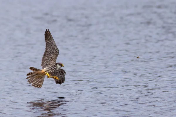 Ein Hobby-Falke fängt eine Libelle — Stockfoto