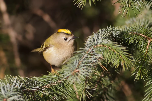 Опасный Goldcrest — стоковое фото