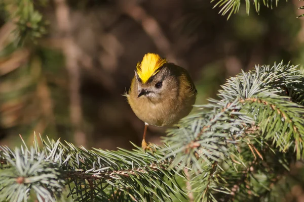 Опасный Goldcrest — стоковое фото